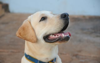 tout savoir sur le labrador