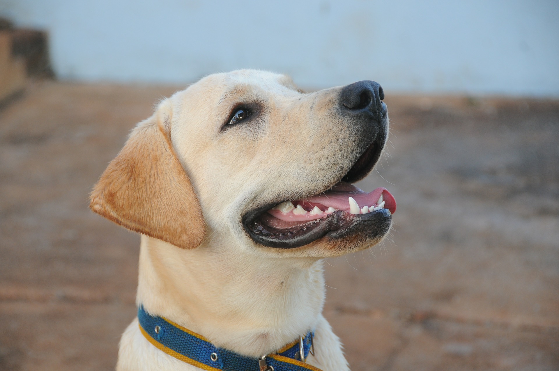 tout savoir sur le labrador