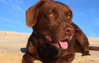 PHOTO DE LABRADOR CHOCOLAT