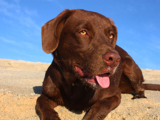 PHOTO DE LABRADOR CHOCOLAT