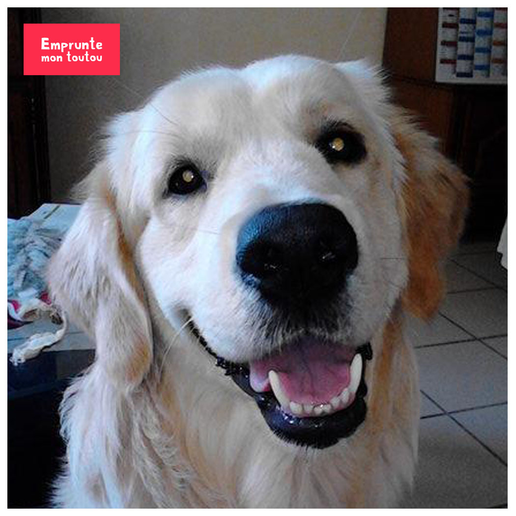 10 Questions Sur Le Labrador Emprunte Mon Toutou