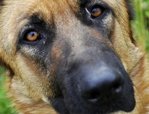 « Je dois ma vie à ce chien, j’en suis sûr quand j’y pense. »