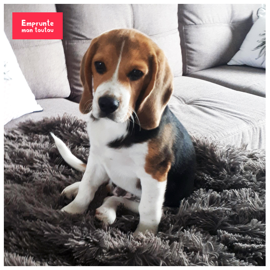 10 Questions Sur Le Beagle Emprunte Mon Toutou