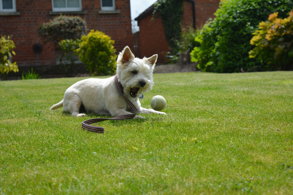 Les 5 Activites Sportives A Faire Avec Son Chien Emprunte Mon Toutou