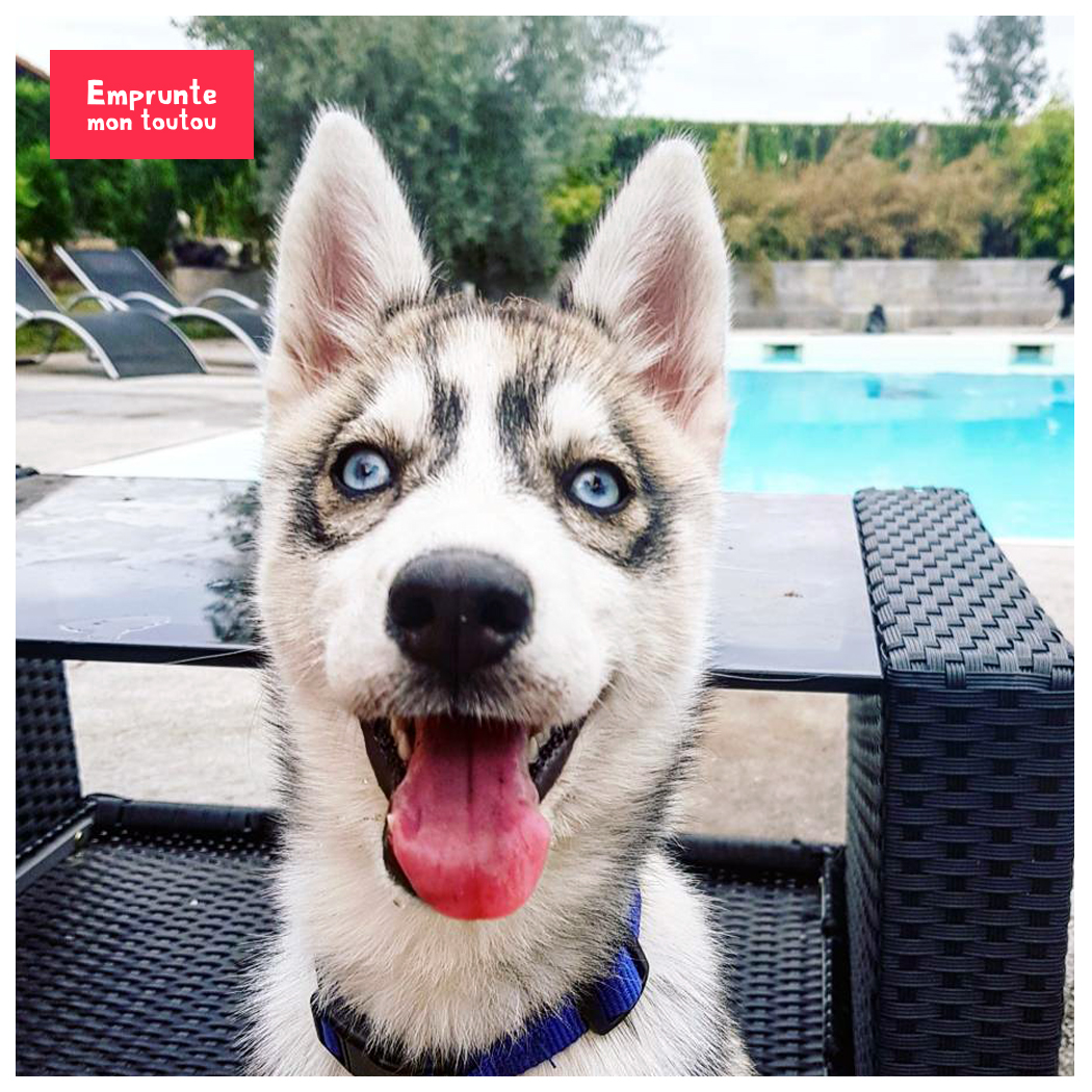 Pourquoi garder un chien sur Emprunte Mon Toutou Pourquoi garder un chien sur Emprunte Mon Toutou