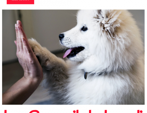 Le Conseil du Lundi #18 – Choisir le bon moment pour faire garder son chien