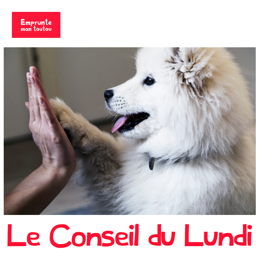 Comment Faire Garder Son Chien Pas Cher