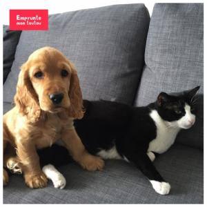 photo d'un chien et d'un chat