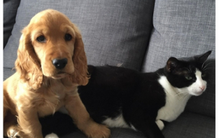 photo d'un chien et d'un chat