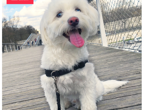 Tout savoir sur le Bichon Maltais