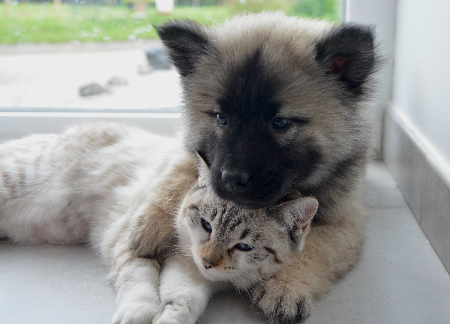 Avoir Un Chien Et Un Chat Emprunte Mon Toutou