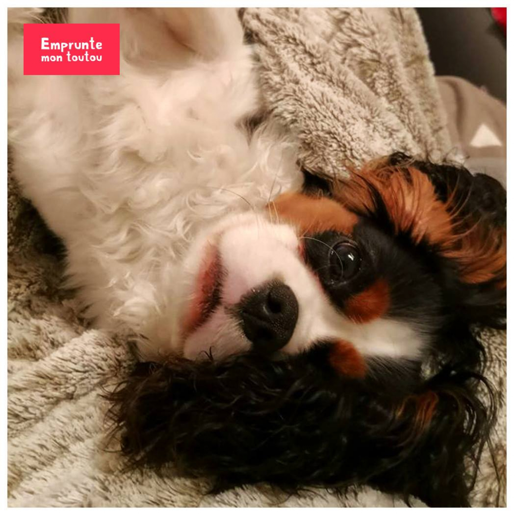 Le langage des toutous pourquoi mon chien se met sur le dos ? • Emprunte Mon toutou
