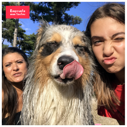 Les chiens, meilleurs amis de l'Homme