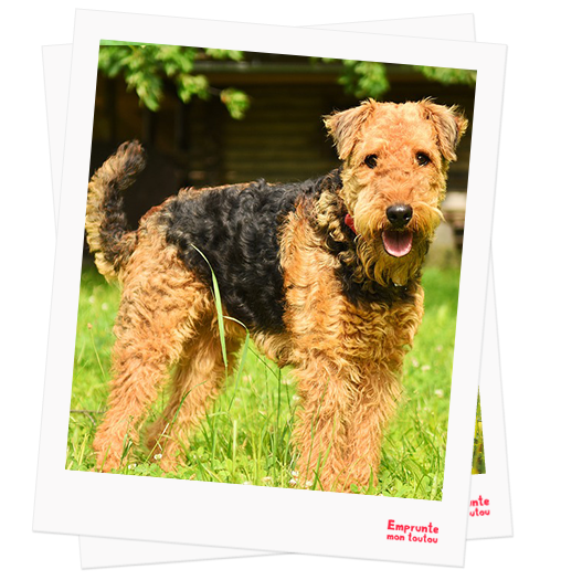 Airedale Terrier profile