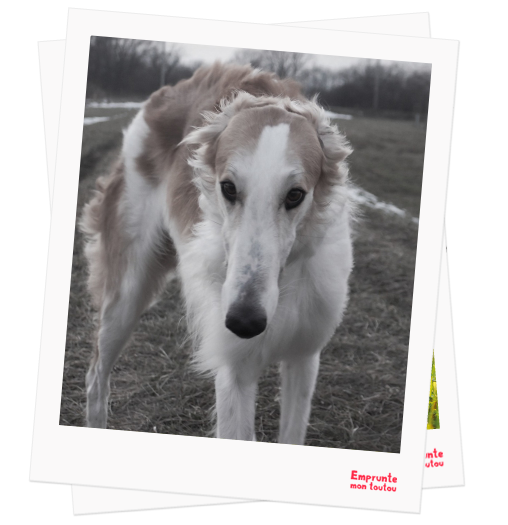 Borzoi profile