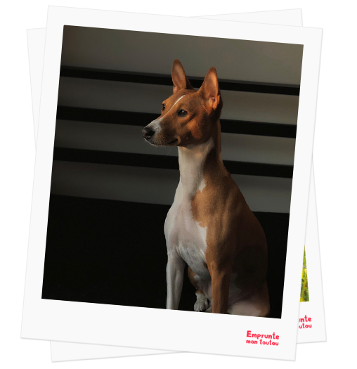 Basenji profile