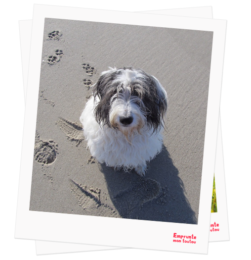 Bearded Collie profile