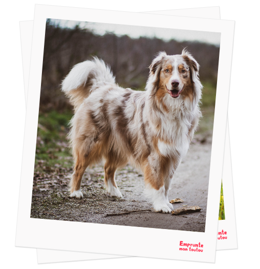 Australian shepherd profile