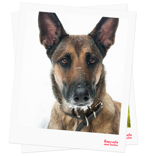 Berger Belge Malinois profile