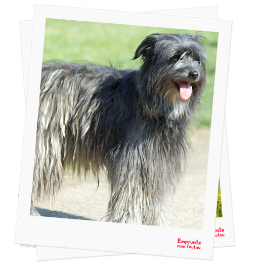 Pyrenean Sheepdog profile