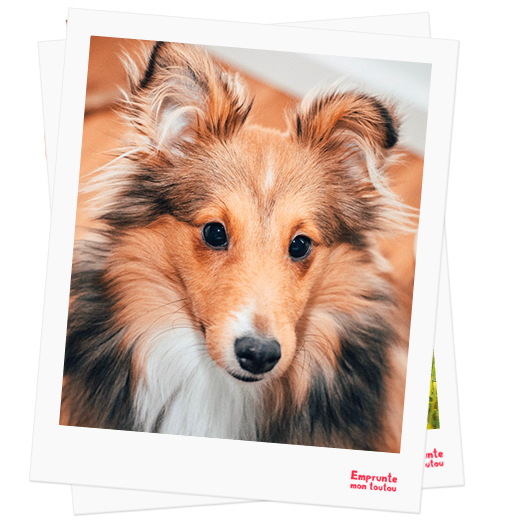 Shetland Sheepdog profile