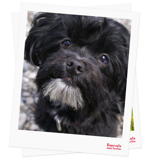 Havanese profile