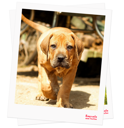 Boerboel profile