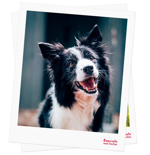 Border Collie profile