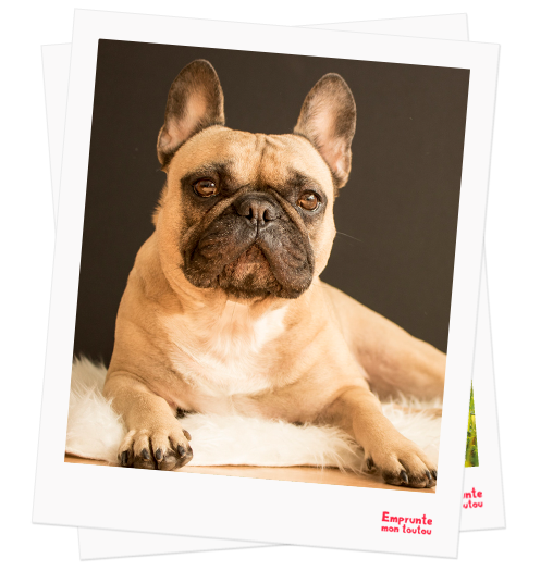 French Bulldog profile