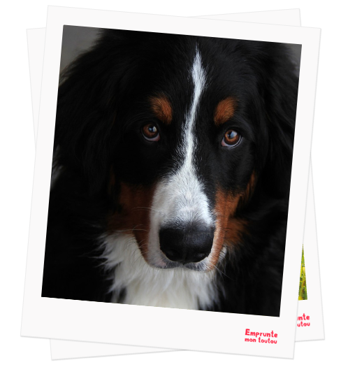 Bernese mountain dog profile