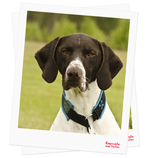 German Shorthaired Pointer profile