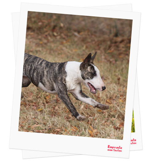 Bull Terrier profile