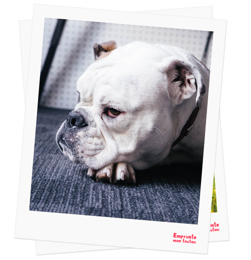 English Bulldog profile