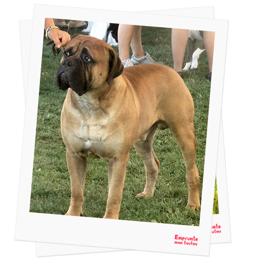 Bullmastiff profile