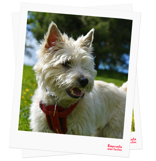 Cairn Terrier profile