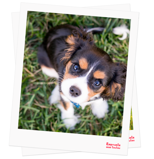 King Charles Spaniel profile