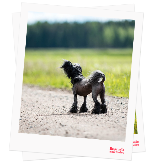 Chinese Crested Dog profile