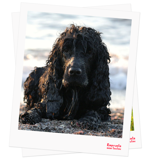 English Cocker Spaniel profile