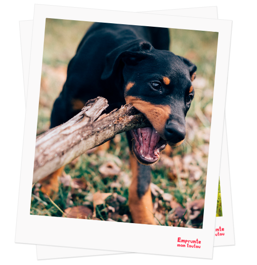 Doberman Pinscher profile