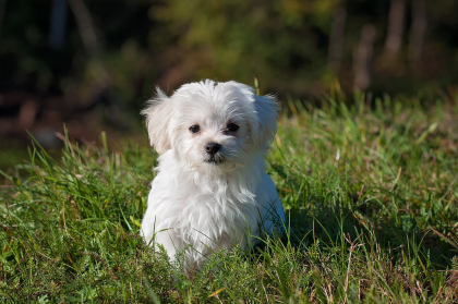 bichon maltais