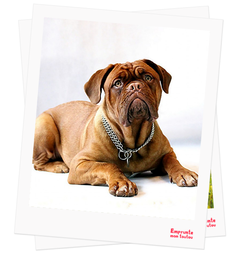 French Mastiff profile