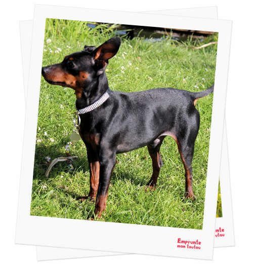English Toy Terrier profile