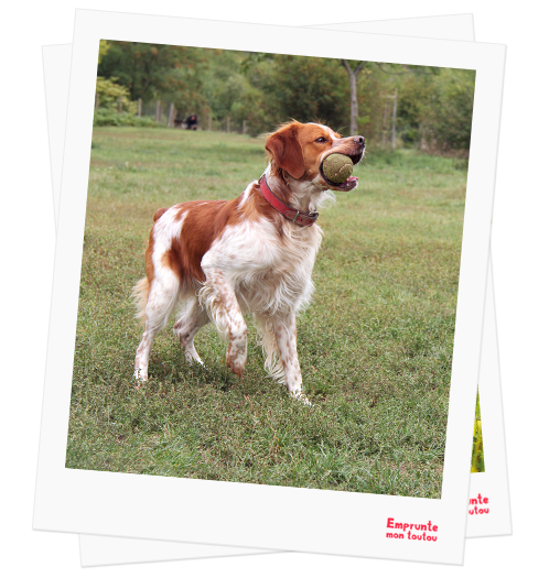 Brittany Spaniel profile