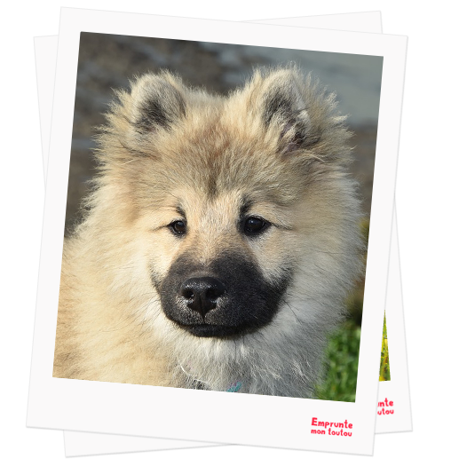 Eurasier profile