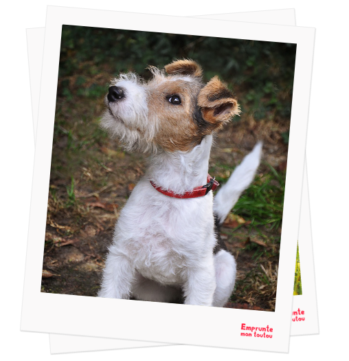 Fox Terrier profile