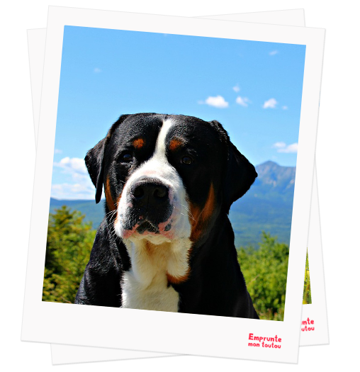 Perro de montaña suizo grande profile