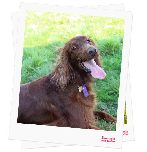 Irish Setter profile