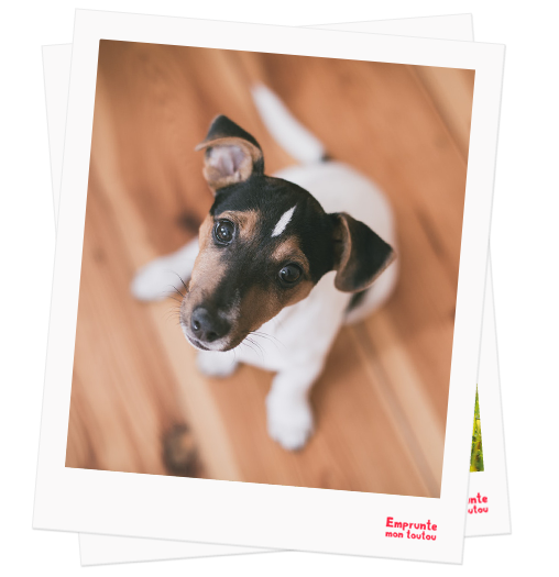 Jack Russell Terrier profile