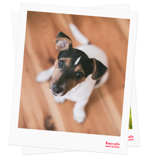 Jack Russel Terrier profile