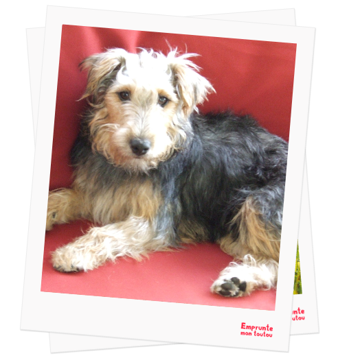 Jagdterrier Allemand profile